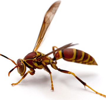 Red Wasp_PNG